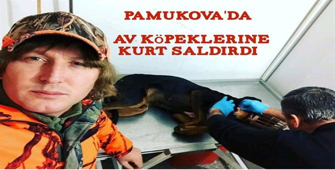 Pamukova’da Av Köpeklerine Kurt Saldırdı.