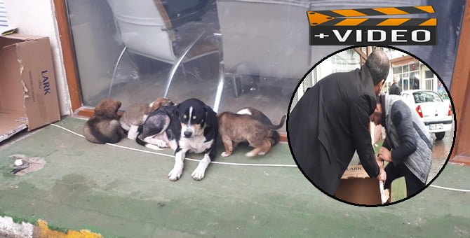 Yavru Köpekler için Seferber oldular.