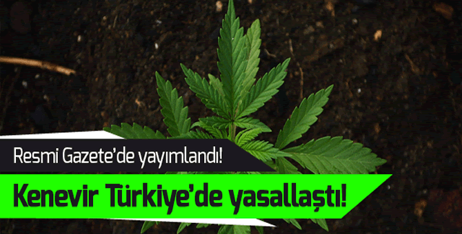 kenevir_uretimi_turkiyede_yasallasti_h11102