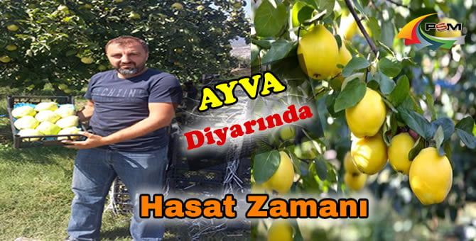 Sarı Elmas İçin Hasat Zamanı..