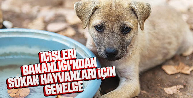 icisleri_bakanligindan_sokak_hayvanlari_icin_genelge_h45474_e7e99