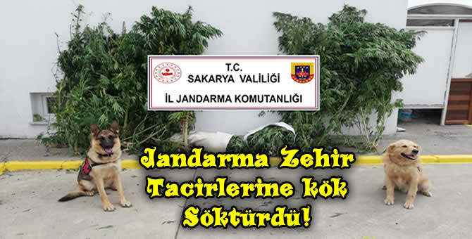 Geyve’de Uyuşturucu Operasyonu!..