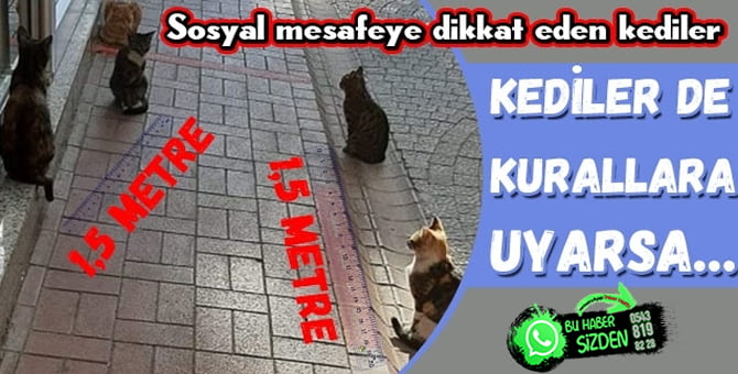 Pamukova’da kediler sosyal mesafeli!..