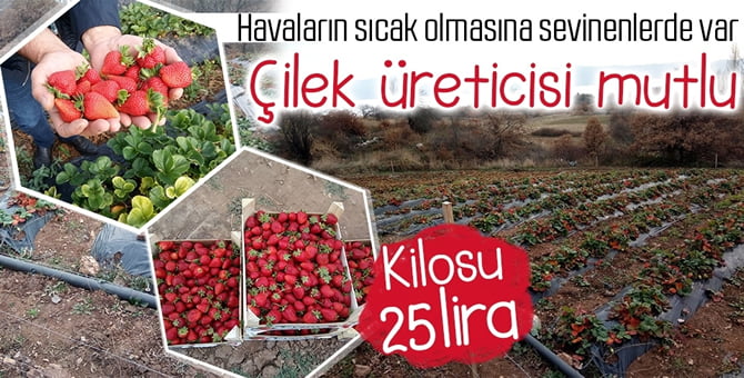 Pamukova’lı çilek üreticisi mutlu…