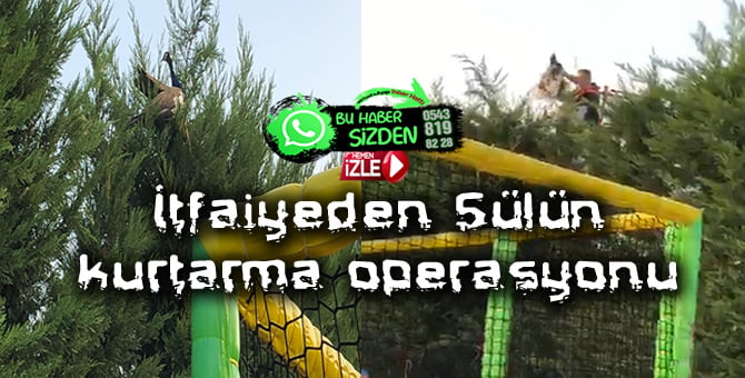 Ağaca takılı kalan Sülün kurtarıldı