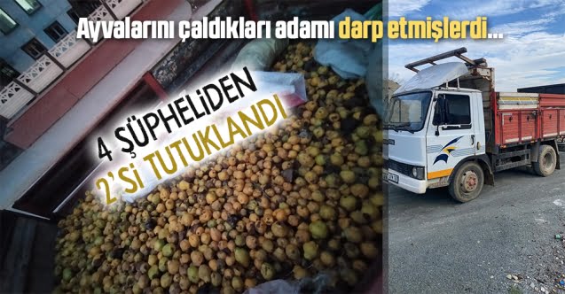 Ayva hırsızlığında 2 tutuklama…