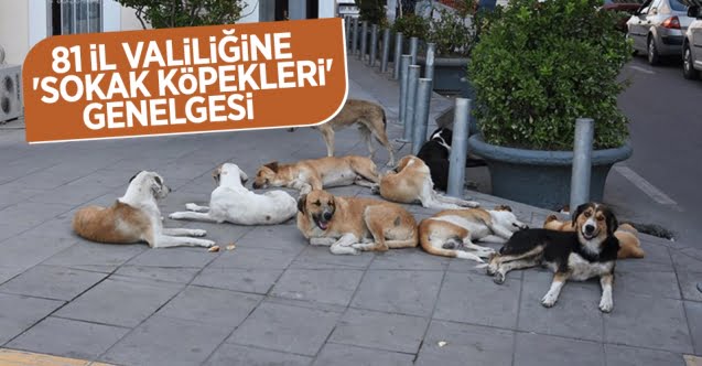 Düğmeye basıldı; 81 ile sokak köpekleri genelgesi…