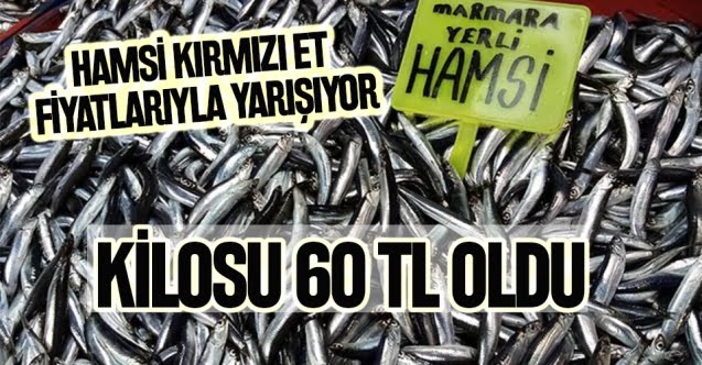 Hamsi rekor kırıyor..