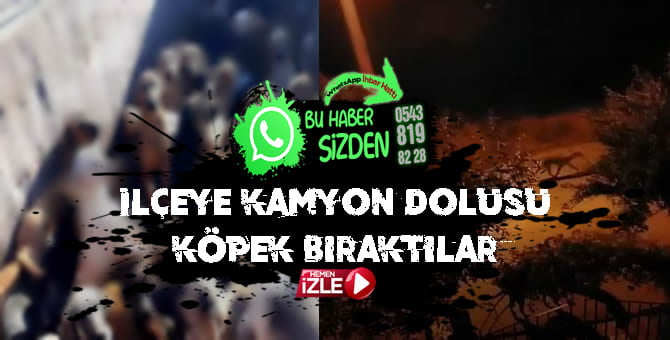 Pamukova’da Şüpheli Görüntü! Bir Kamyon Dolusu Köpek Bıraktılar..