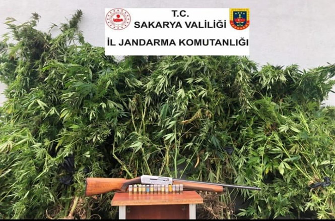 Geyve’de Kenevir operasyonu!