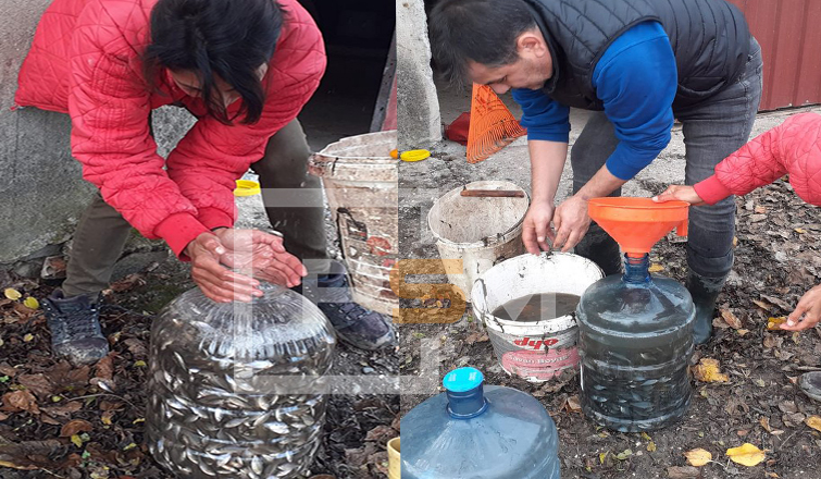 Pamukova’da Binlerce Balığı Kurtarmak İçin Zamanla Yarıştılar..