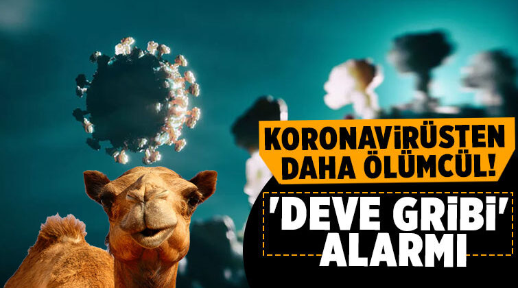 Bir Bu Eksikti! Kabusun Yeni Adı: ”Deve Gribi”