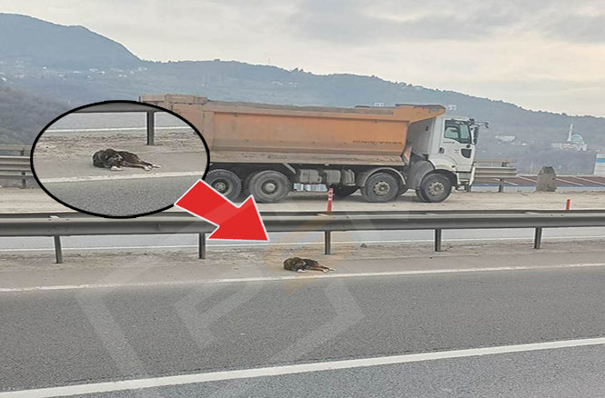 Yaralı Köpek Yardım Bekliyor..