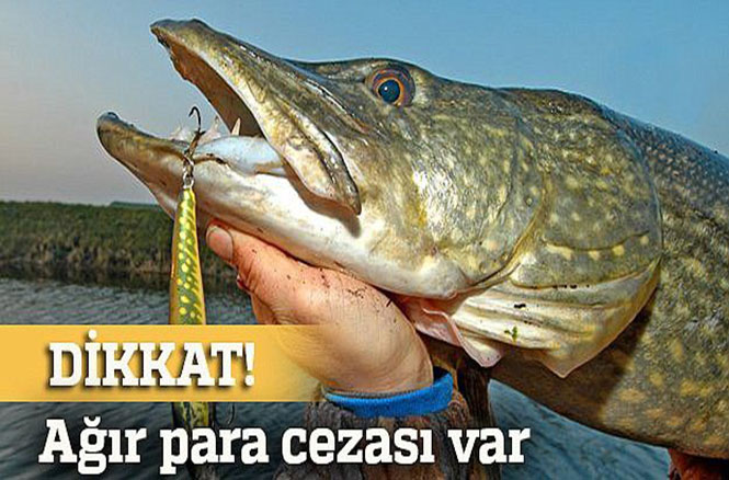 Bu balığı tutmak yasak! Avlayana ve satana ceza var