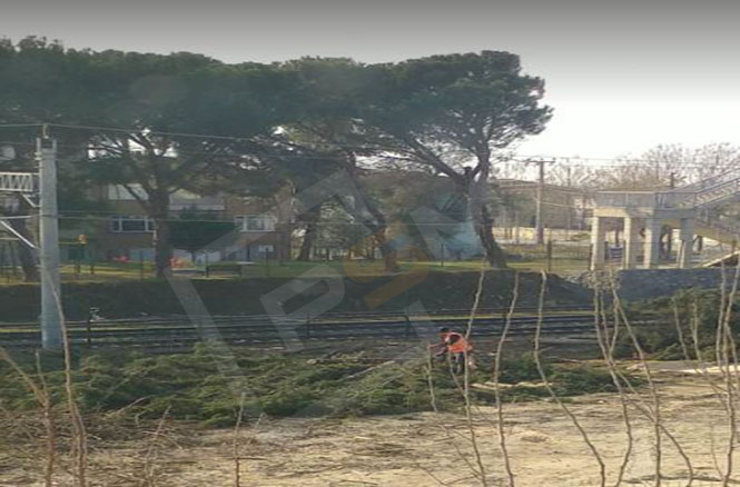 Pamukova’da Tepki Çeken Görüntü! Onlarca Ağacı Kestiler..