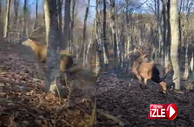 Ormanda geyik gördüler, şaşkınlıklarını gizlemediler..