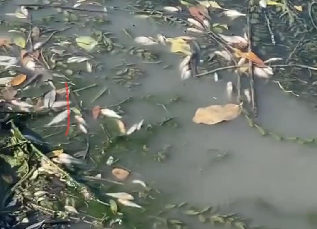 Sakarya Nehri’nde toplu balık ölümü!