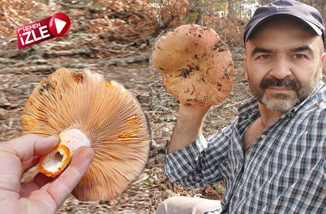 kanlıca mantarı pamukova