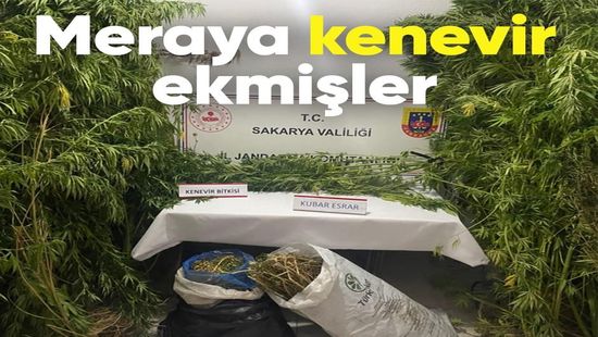 Pamukova’da Meraya Kenevir Ekmişler..
