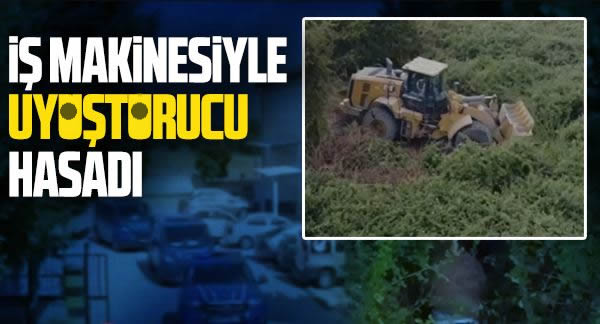 Pamukova ve Adapazarı’nda  Büyük Kenevir Operasyonu…