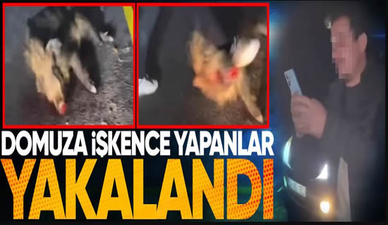 Jandarma Geyve’de Domuza İşkence Yapan Şahısları  Yakaladı..