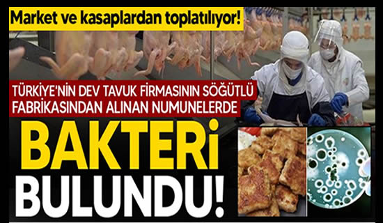 tavuk