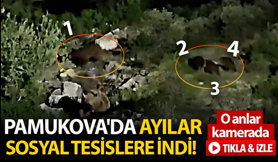 ayılar esentepe.jpg54.45