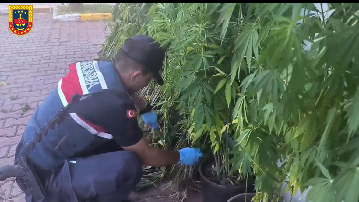 Geyve’de uyuşturucu operasyonu: 302 kök kenevir ele geçirildi!