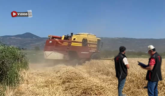 hasat videosu