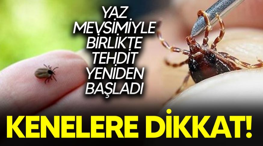 sdasd