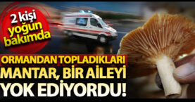 Ormandan topladıkları mantar bir aileyi yok ediyordu!