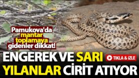 Pamukova’da Ormana Mantara Gidenler Dikkat! Engerek ve Sarı Yılanlar  Ormanlarda Cirit Atıyor…