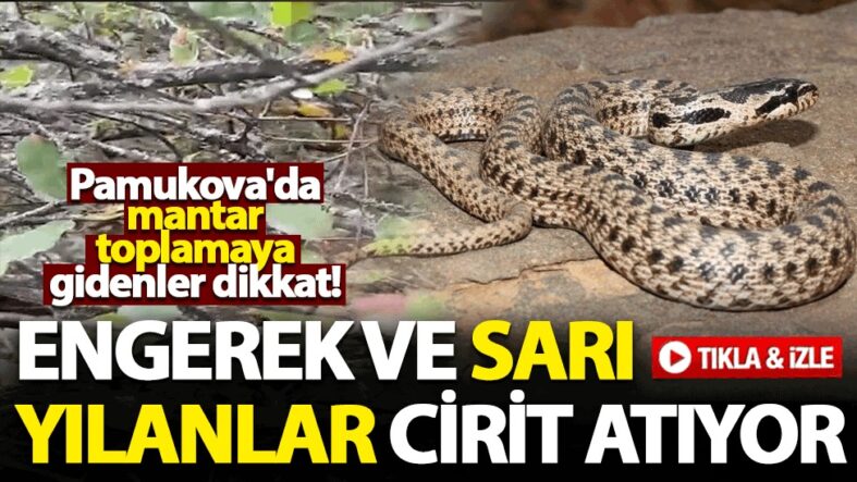 WhatsApp Görsel 2025-11-11 saat 19.37.43_9853a1e3