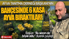 Pamukova Ayvası Tanıtım Derneği Başkanının 2,5 Dönüm Ayva Bahçesi Hırsızlar Tarafından Soyuldu..