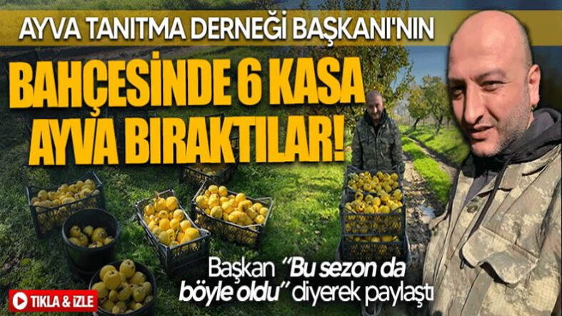 Pamukova Ayvası Tanıtım Derneği Başkanının 2,5 Dönüm Ayva Bahçesi Hırsızlar Tarafından Soyuldu..