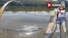 Sakarya Nehri’nde 2 Metrelik  Dev Yayın Balığı Yakalandı!