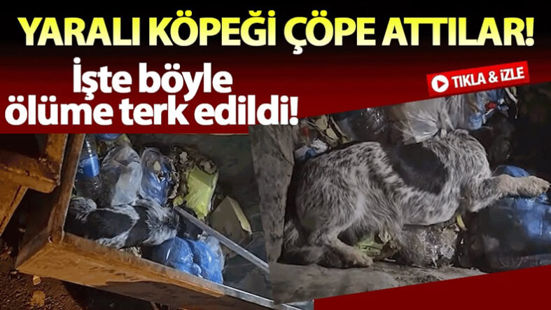 beledıye köpek