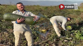 Komşumuz Ciciler Köyü’nde 17,5 Kilo Ağırlığında Dev Sakız Kabağı!