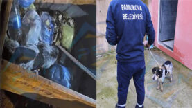 Pamukova’da Çöpe Atılan Köpek Olayına Sakarya Valiliği’nden Açıklama…