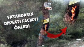 Pamukova Kazımiye Mahalle Yolunda Çam Ağacını Ateşe Verdiler…