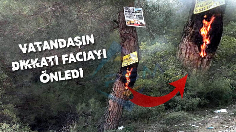 Pamukova Kazımiye Mahalle Yolunda Çam Ağacını Ateşe Verdiler…