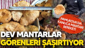 kanlıca mantarı pamukova