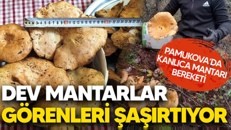 Pamukova’da Kanlıca Mantarı Bereketi; Dev Mantarlar Görenleri Şaşırtıyor..