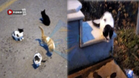 Pamukova Gonca Mahallesi’nde Vicdansızlık! Yer Gök Kedi Doldu…