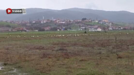 yaşam