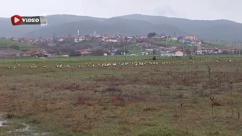 Pamukova Çilekli Mahallesi’ne Baharın Habercisi Leylekler Geldi..
