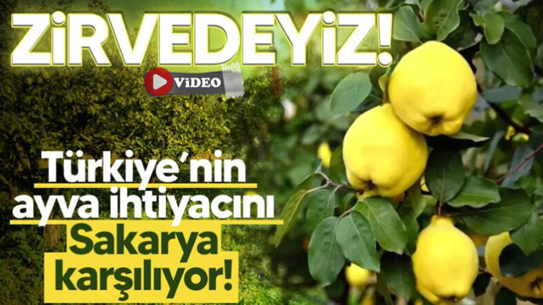 Zirvedeyiz! Türkiye’nin ayva ihtiyacını Sakarya karşılıyor!