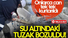 çardak tuzak