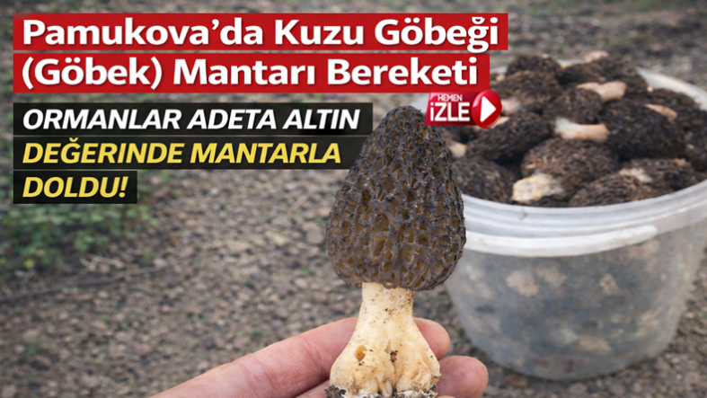 Pamukova’da Kuzu Göbeği Bereketi; Ormanlar Altın Değerinde Mantarla Doldu Taştı…
