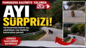 ayı.fw